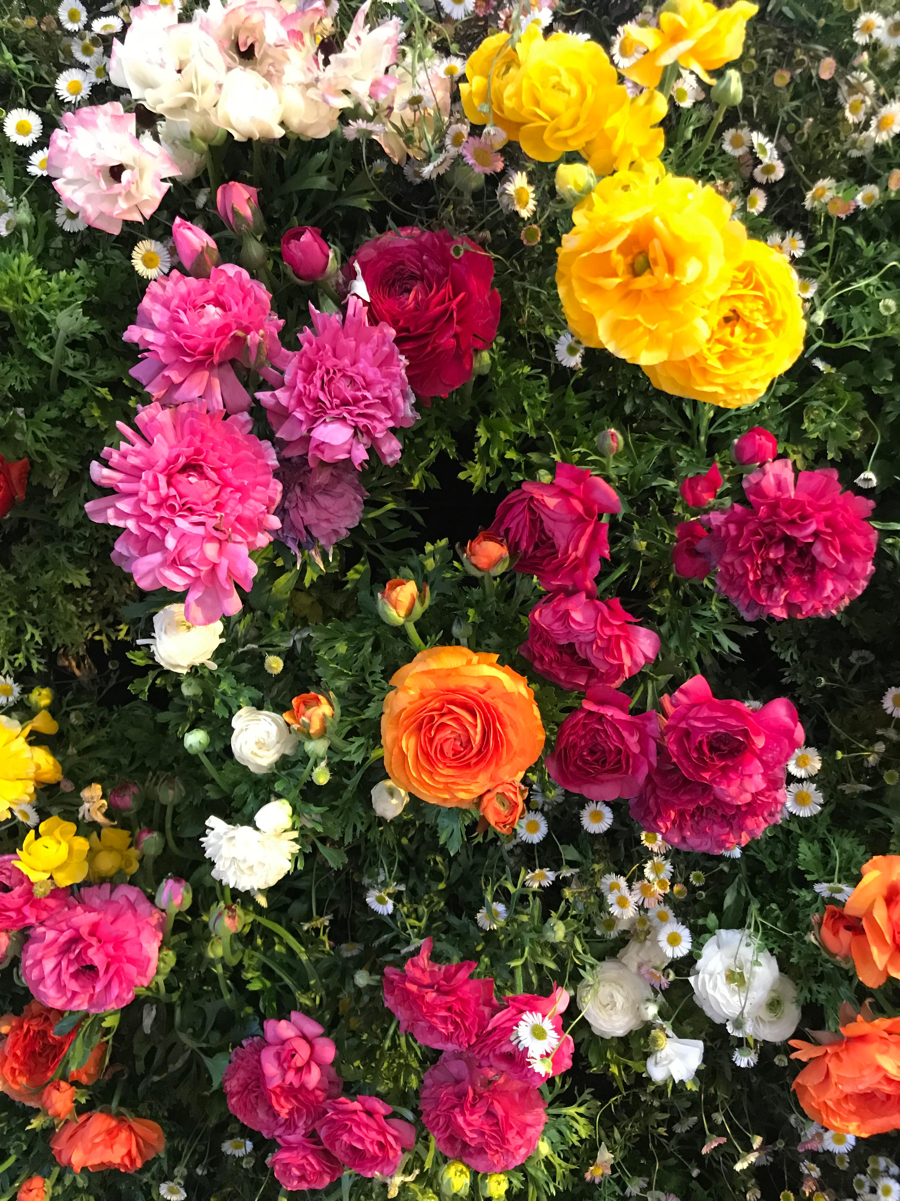 January Tips to Care for Your Roses